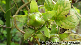 ツルニンジン（果実）　キキョウ科
