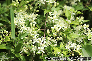 ボタンズル　キンポウゲ科
