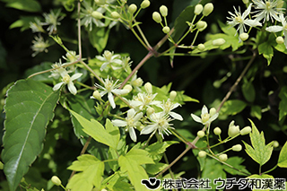 ボタンズル　キンポウゲ科