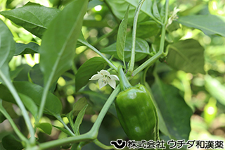ピーマン　ナス科