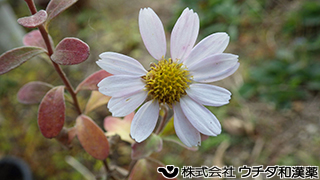 リュウノウギク　キク科