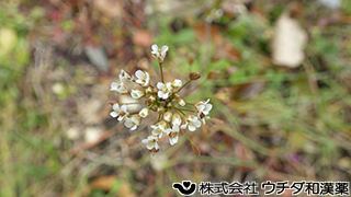 ナズナ　アブラナ科