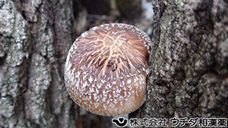 シイタケ　キシメジ科