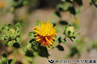 ベニバナ　キク科
