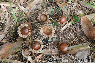 クヌギ（実）　ブナ科