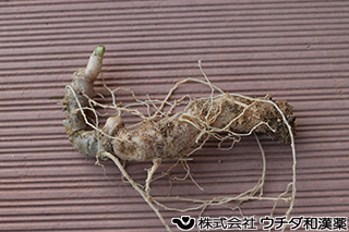 トチバニンジン　ウコギ科