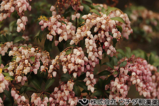 アケボノアセビ　ツツジ科
