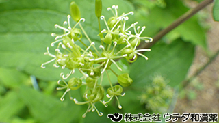 シオデ　ユリ科