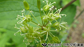 シオデ　ユリ科
