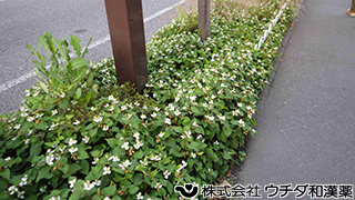 ドクダミ　ドクダミ科