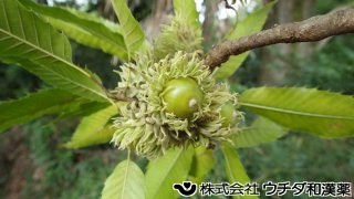 クヌギ　ブナ科