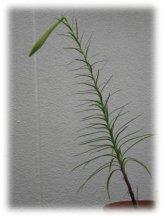 カサゴユリの鉢植え（左）