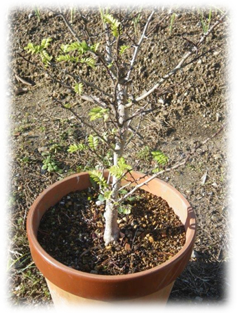 サンショウの鉢植え