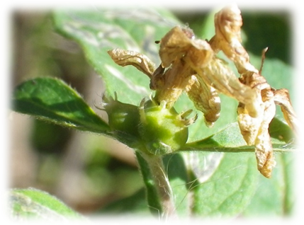 ヒョウタンボクの花の咲き終えた様子