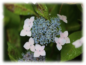 コアマチャの花