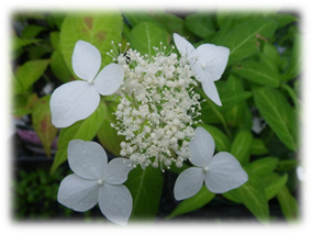 アマギアマチャの花