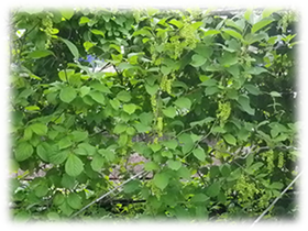 チョウセンゴミシの畑栽培