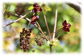 ゴヨウアケビの雄花と雌花