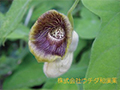 ウマノスズクサ ウマノスズクサ