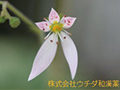 ユキノシタ ユキノシタ
