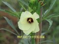 オクラ オクラ