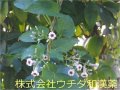 ヘクソカズラ ヘクソカズラ