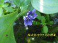 コナギ コナギ