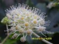 ヤツデ ヤツデ