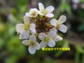 タネツケバナ タネツケバナ