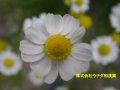 カモミール カモミール