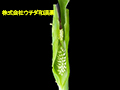 カラスビシャク カラスビシャク