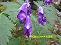 カワチブシ(トリカブト) カワチブシ(トリカブト)