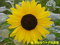 ヒマワリ ヒマワリ