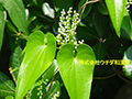 ヤマノイモ ヤマノイモ