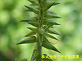 ヒナタイノコズチ ヒナタイノコズチ