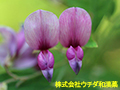 ヤマハギ ヤマハギ