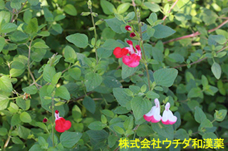 チェリーセージ　シソ科