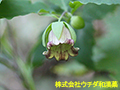 ツルニンジン ツルニンジン
