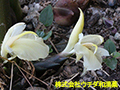 ミョウガ ミョウガ