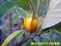 クチナシ クチナシ