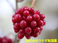 サネカズラ サネカズラ