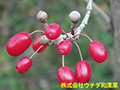 サンシュユ サンシュユ