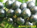 ジャノヒゲ ジャノヒゲ