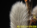 ネコヤナギ ネコヤナギ
