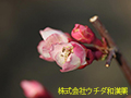 ボケ ボケ