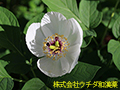 ヤマシャクヤク ヤマシャクヤク