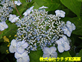 アマチャ アマチャ