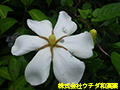 クチナシ クチナシ