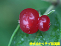 ヒョウタンボク ヒョウタンボク