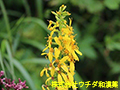 アキノキリンソウ アキノキリンソウ